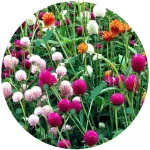 Семена гомфрены (1)