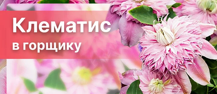 Перейти в каталог >>