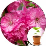 Миндаль (2)