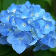 Гортензия Nikko Blue 1,5 л