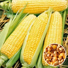 Кукуруза Брусника 10 г Фасованное