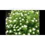 Спірея японська Albiflora (саджанець)