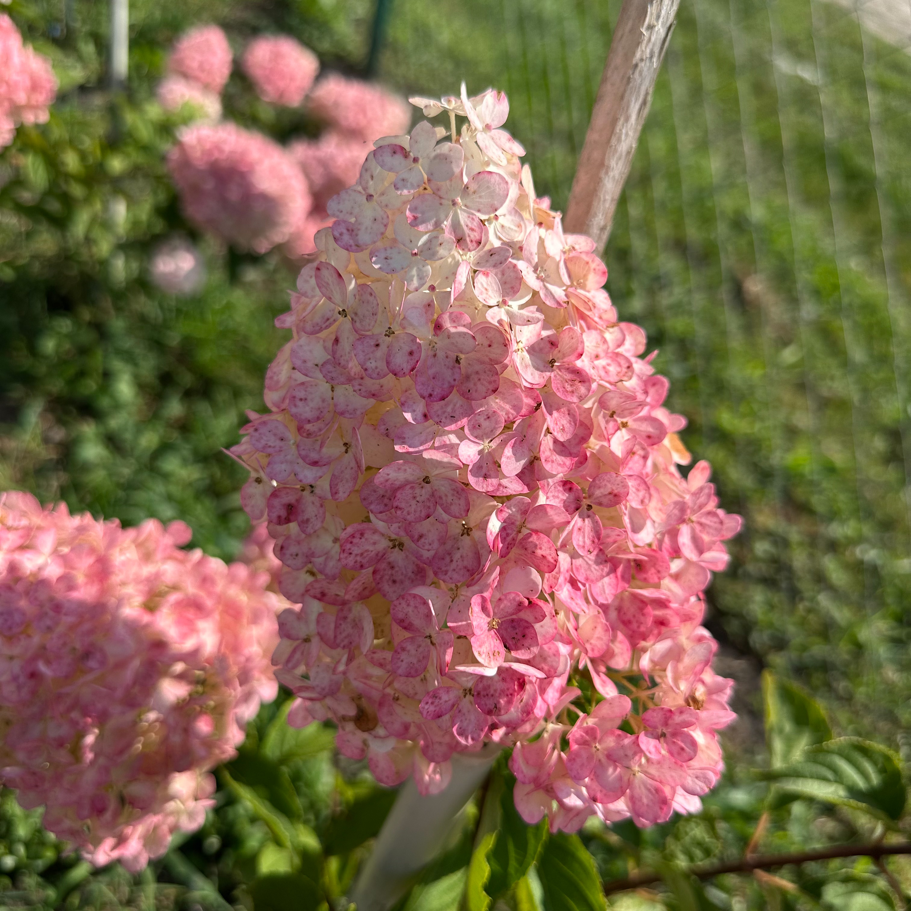 Гортензія Pink Queen 1,5 л • купить Гортензія Pink Queen 1,5 л по