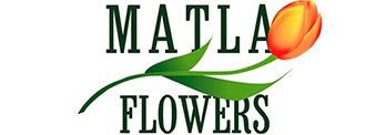 Купити саджанці хвойних дерев та рослин в Україні Matla Flowers