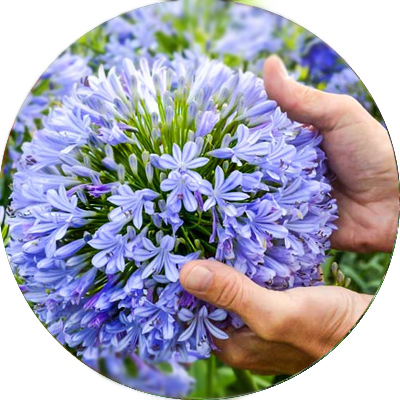 Агапантус африканский — Перенос на улицу