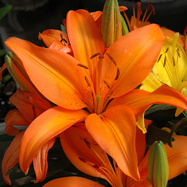 Купити Лілія Orange Matrix в Україні в Matla Flowers