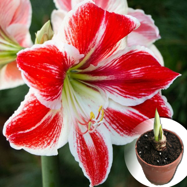 Купить Амариллис Popov в Украине в Matla Flowers