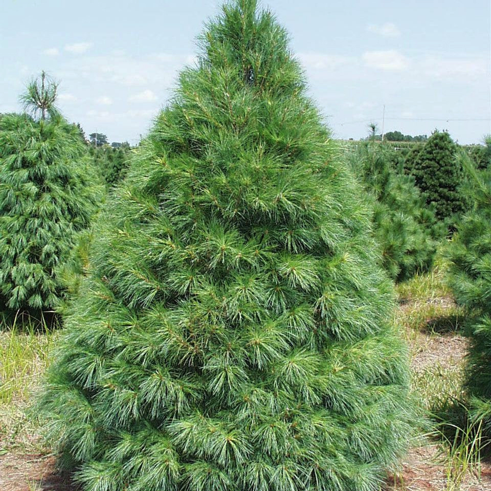 Сосна веймутова Біла Східна 1,7л • купити Сосна веймутова Біла Східна 1