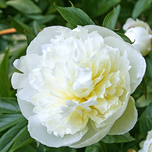 Пион Duchesse de Nemours • купить Пион Duchesse de Nemours по цене от ...