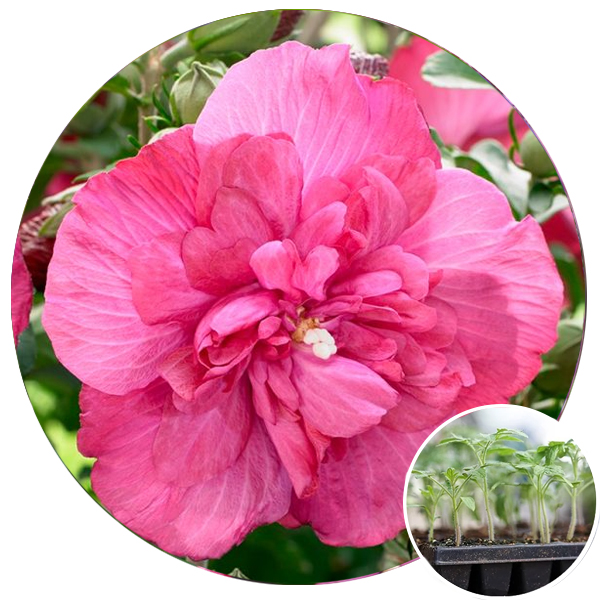 Розсада гібіскуса • купити Розсада гібіскуса недорого • ціни на Розсада