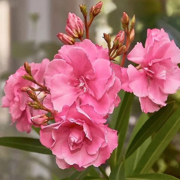 Олар ренжітеді Олар ренжітеді