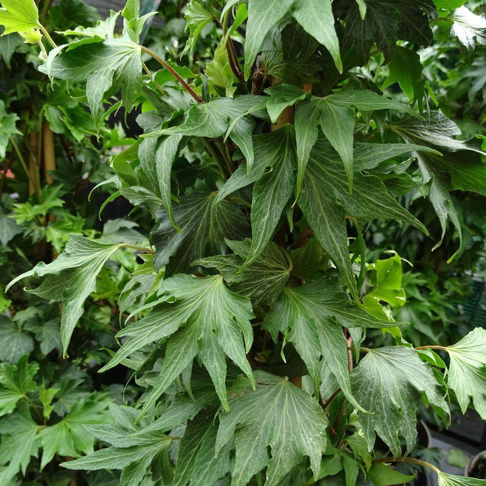 Плющ вічнозелений Green Ripple 0,5 л • купити Плющ вічнозелений Green ...