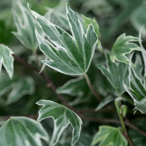 Плющ вічнозелений White Ripple 0,5 л • купити Плющ вічнозелений White ...