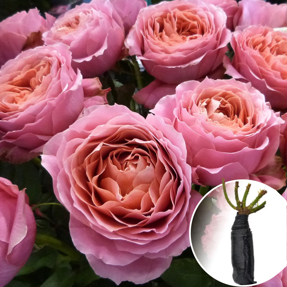 Роза Romantic Antike (Романтик Антик) • купить Роза Romantic