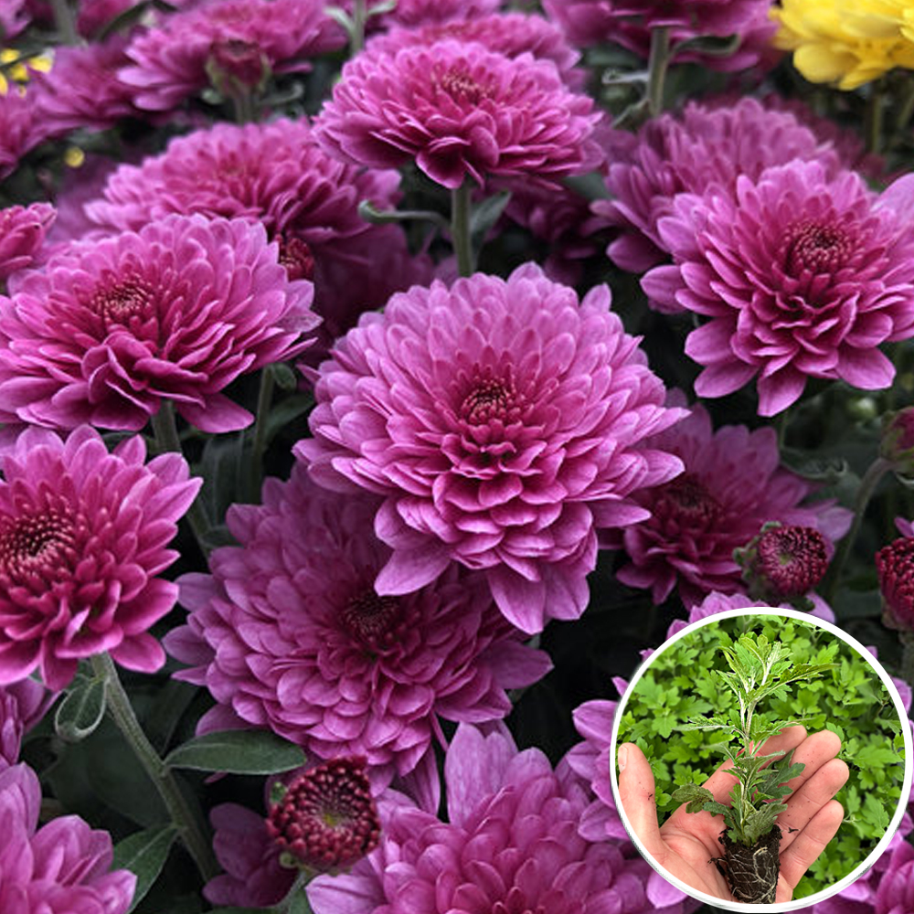 Хризантема кассетная Fonti Dark Pink 1 шт • купить Хризантема