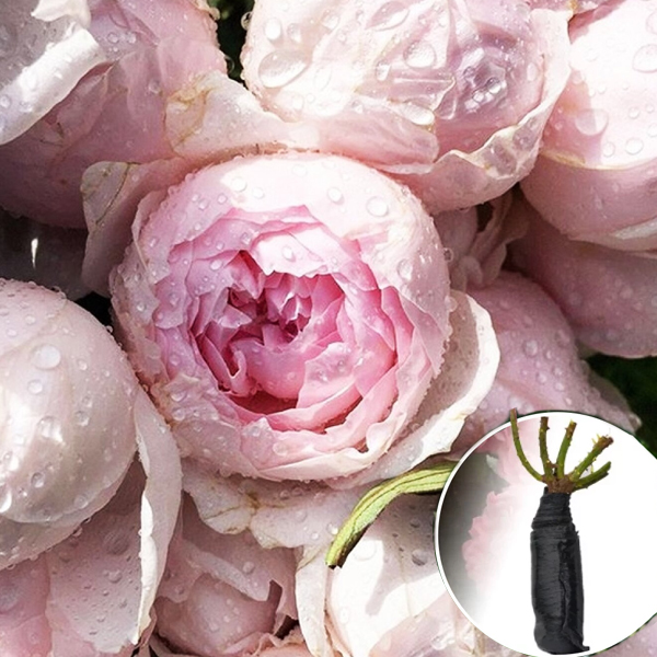 ✳︎peony✳︎ Роза Peony Pink (Півоні Пінк) • купить Роза Peony Pink (Півоні