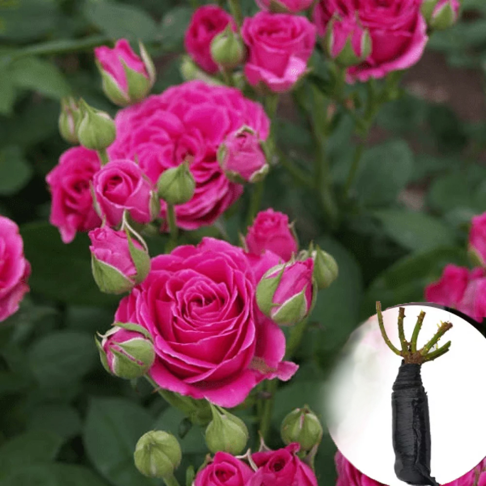 Троянда Raspberry Spray • купити Троянда Raspberry Spray за ціною від ...